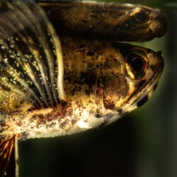 African Butterflyfish 1