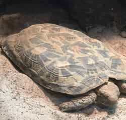 african-pancake-tortoise