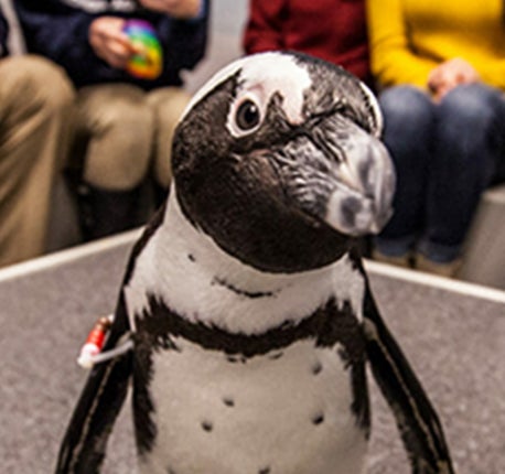 Penguin Encounter