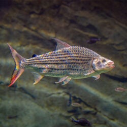 African Tigerfish 2