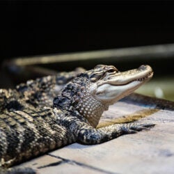 American Alligator 1