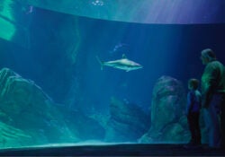 Open to the Public | Visit Today | Georgia Aquarium | Located in Downtown Atlanta, Georgia 52