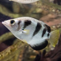 Banded Archerfish