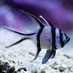 Banggai Cardinalfish 2