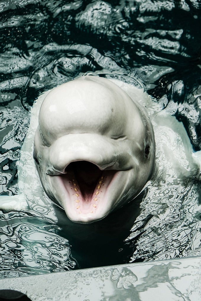 All New Beluga Encounter 6