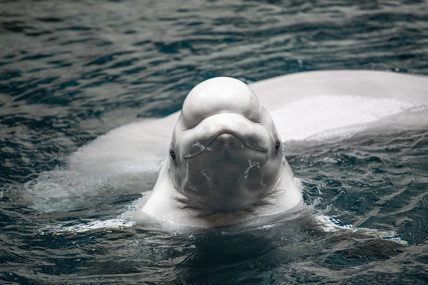 All New Beluga Encounter 5