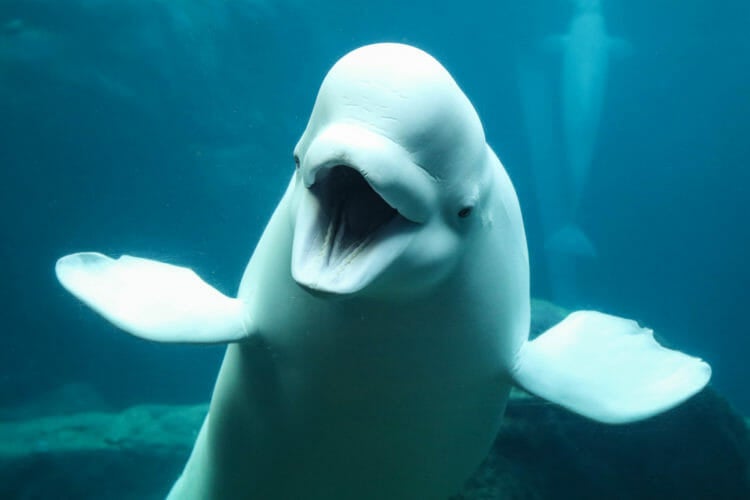 Beluga Whale Research 4