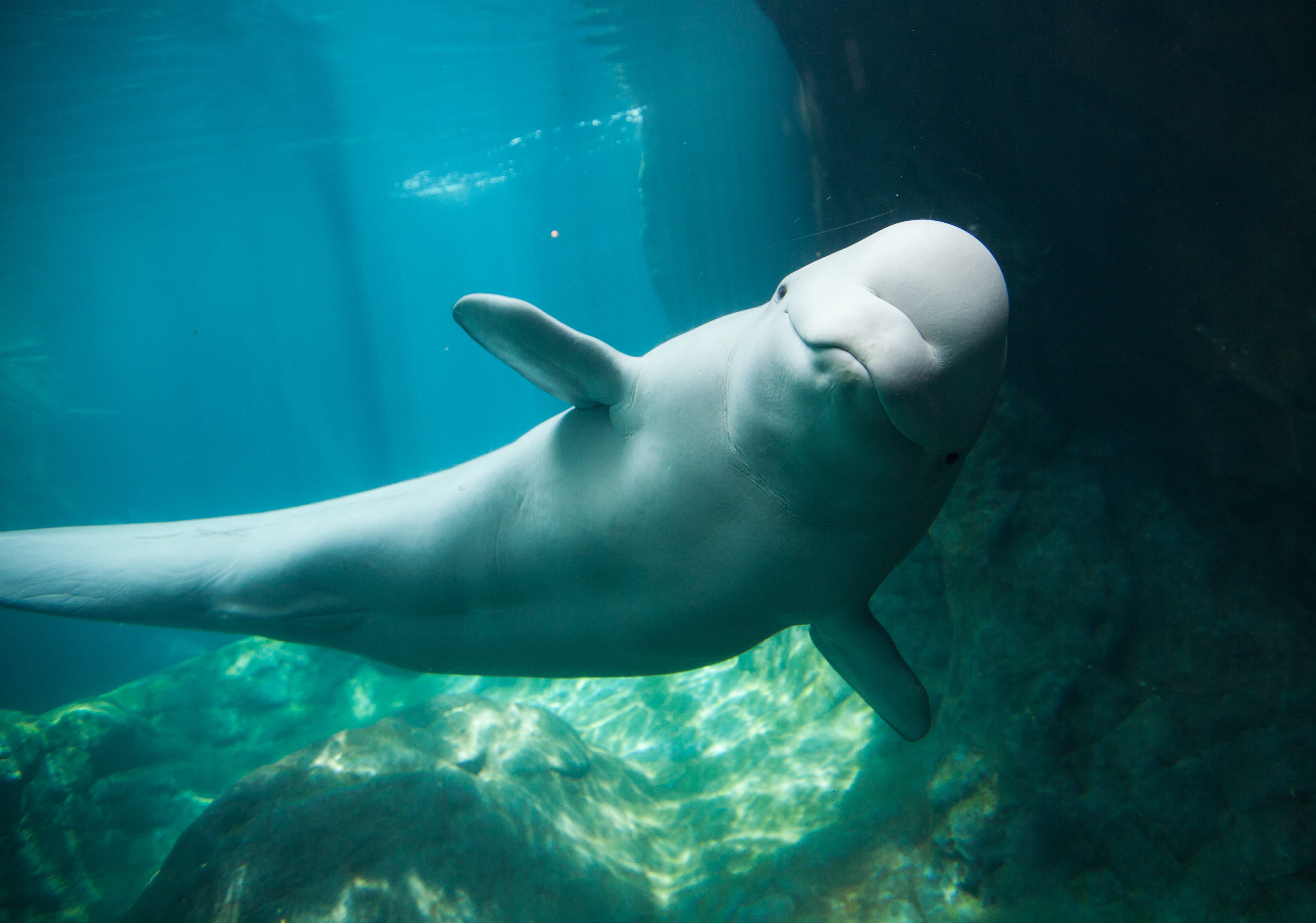 Beluga Whale Research