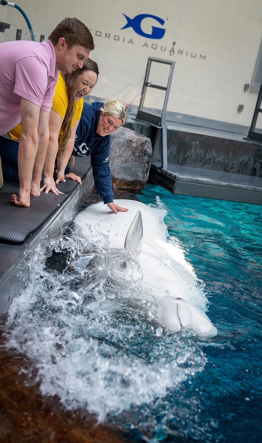 Beluga Encounter 5