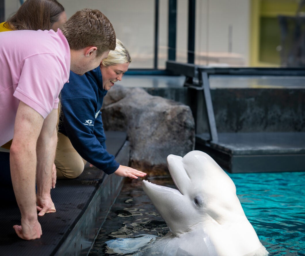 Beluga Encounter 4