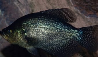 black-crappie