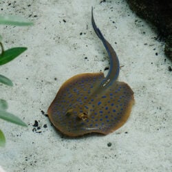 Blue-Spotted Stingray 1