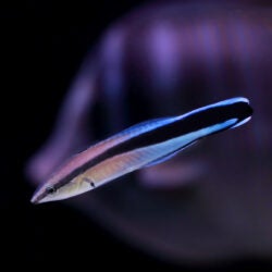 Bluestreak Cleaner Wrasse