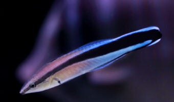 Bluestreak Cleaner Wrasse