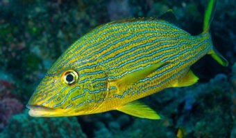 Bluestriped Grunt 1