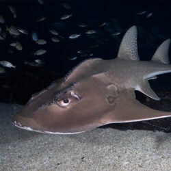 Bowmouth Guitarfish