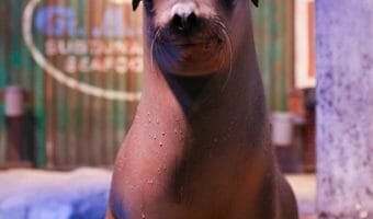 California Sea Lion Webcam