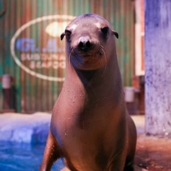 California Sea Lion Webcam