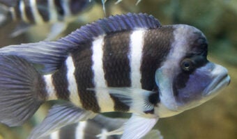 Cichlid 1