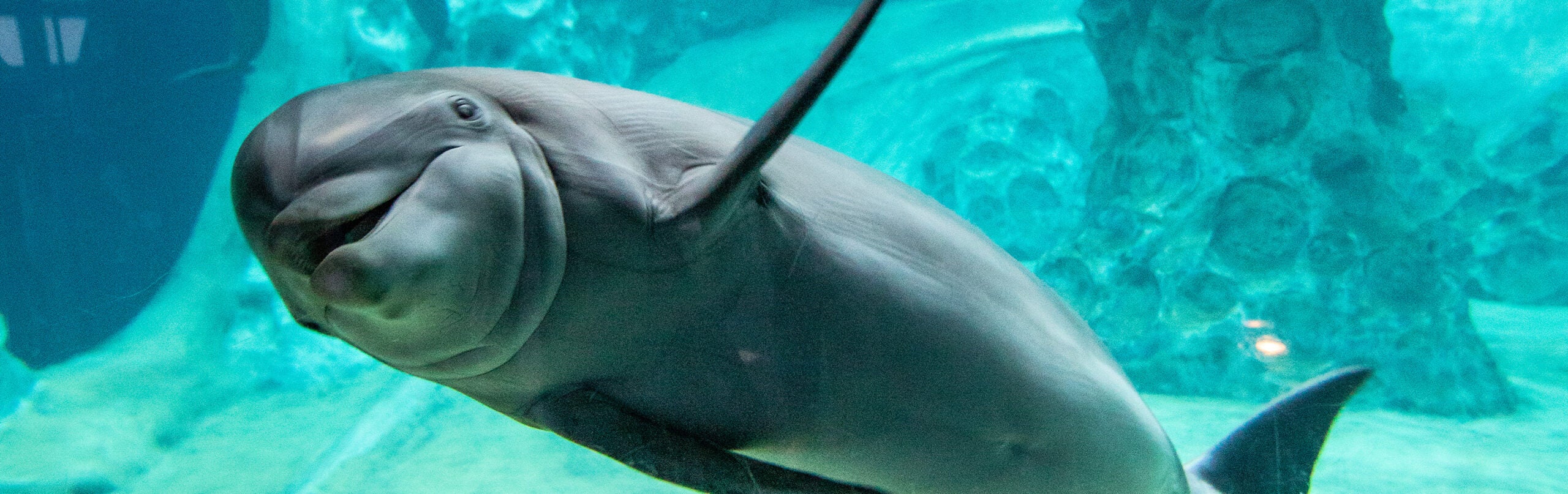 Common Bottlenose Dolphin 2