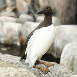 common-murre