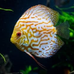 discus