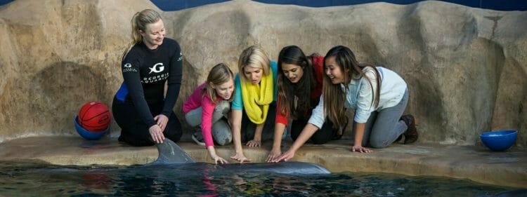 Dolphin Encounter 2