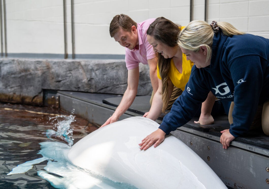 Beluga Encounter 3