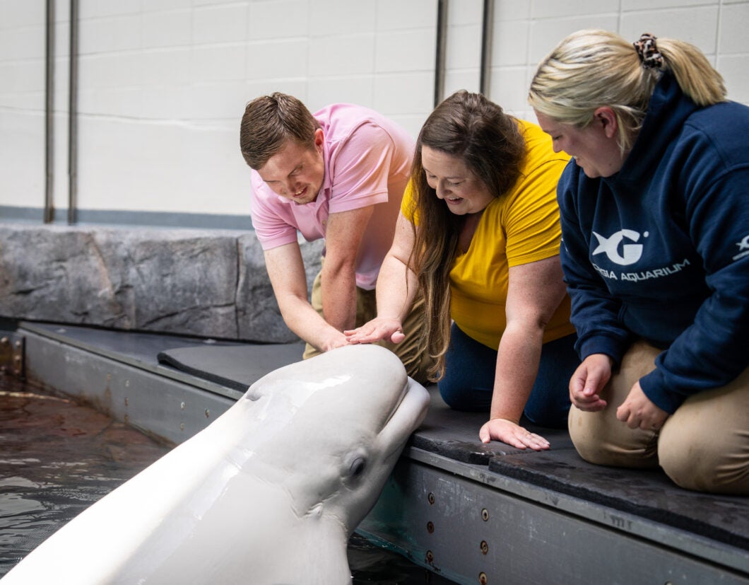 Beluga Encounter 1