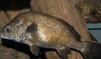 freshwater-drum