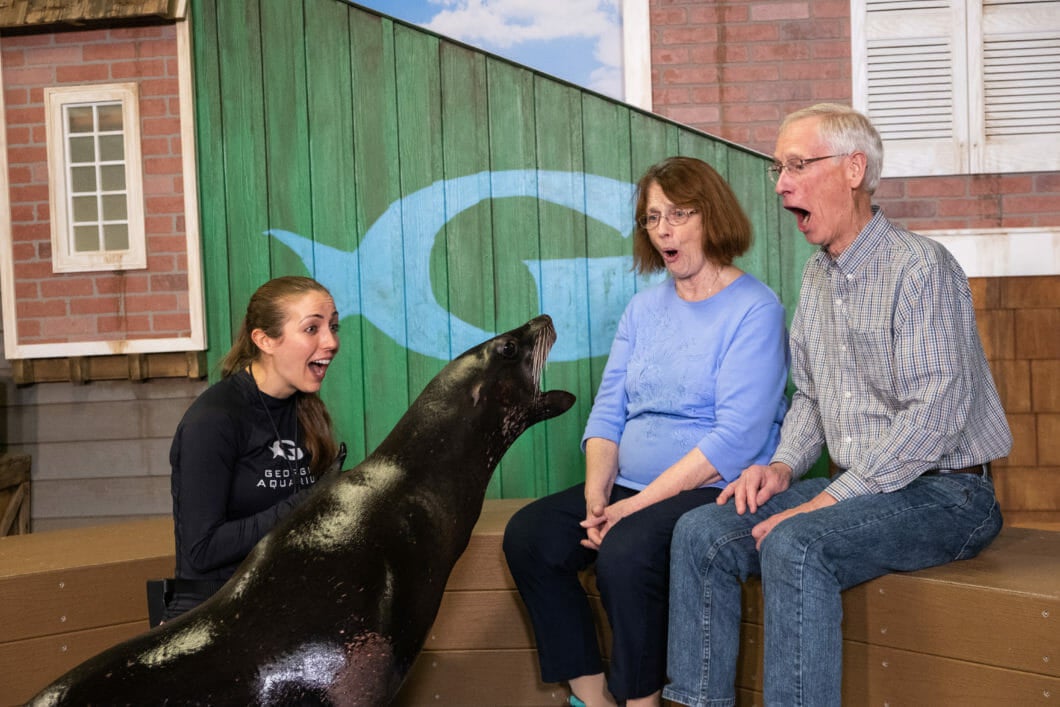 Sea Lion Encounter 5