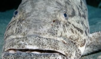 goliath-grouper