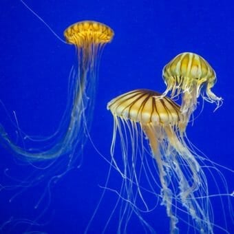 Jellyfish Webcam