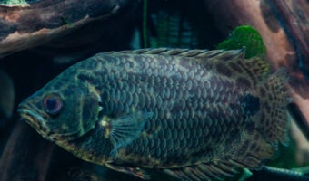 Leopard Bushfish 1