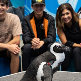 Penguin Encounter 11