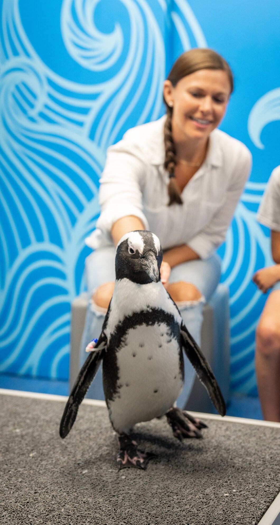 Penguin Encounter 12