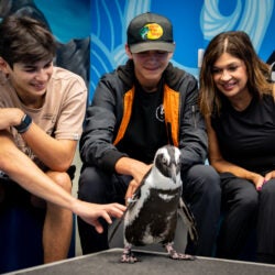 Penguin Encounter 14