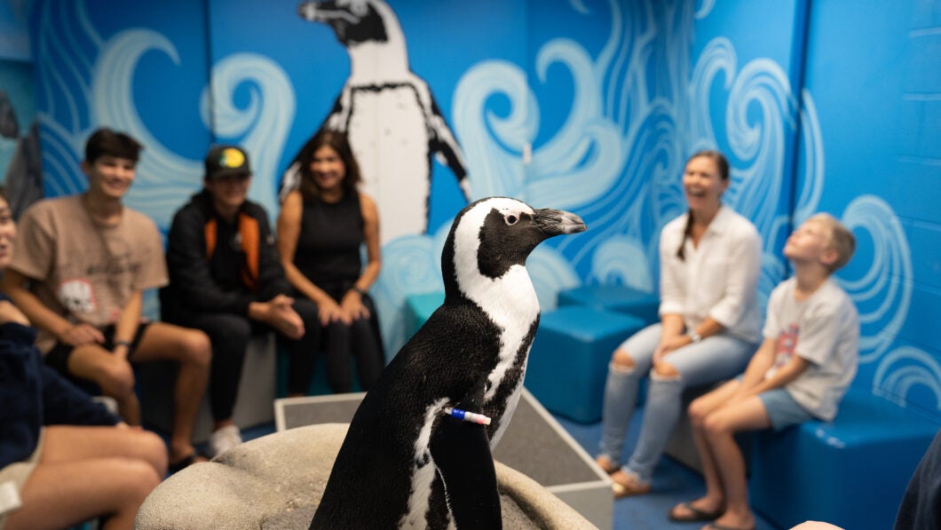 Penguin Encounter 10