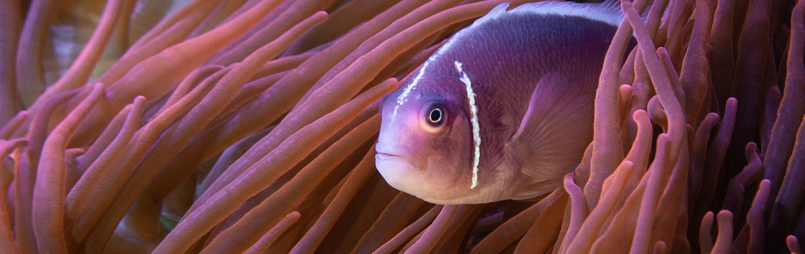 Pink Skunk Clownfish