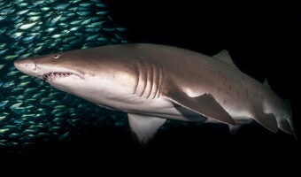 Sand Tiger Shark