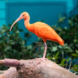 Scarlet Ibis 1