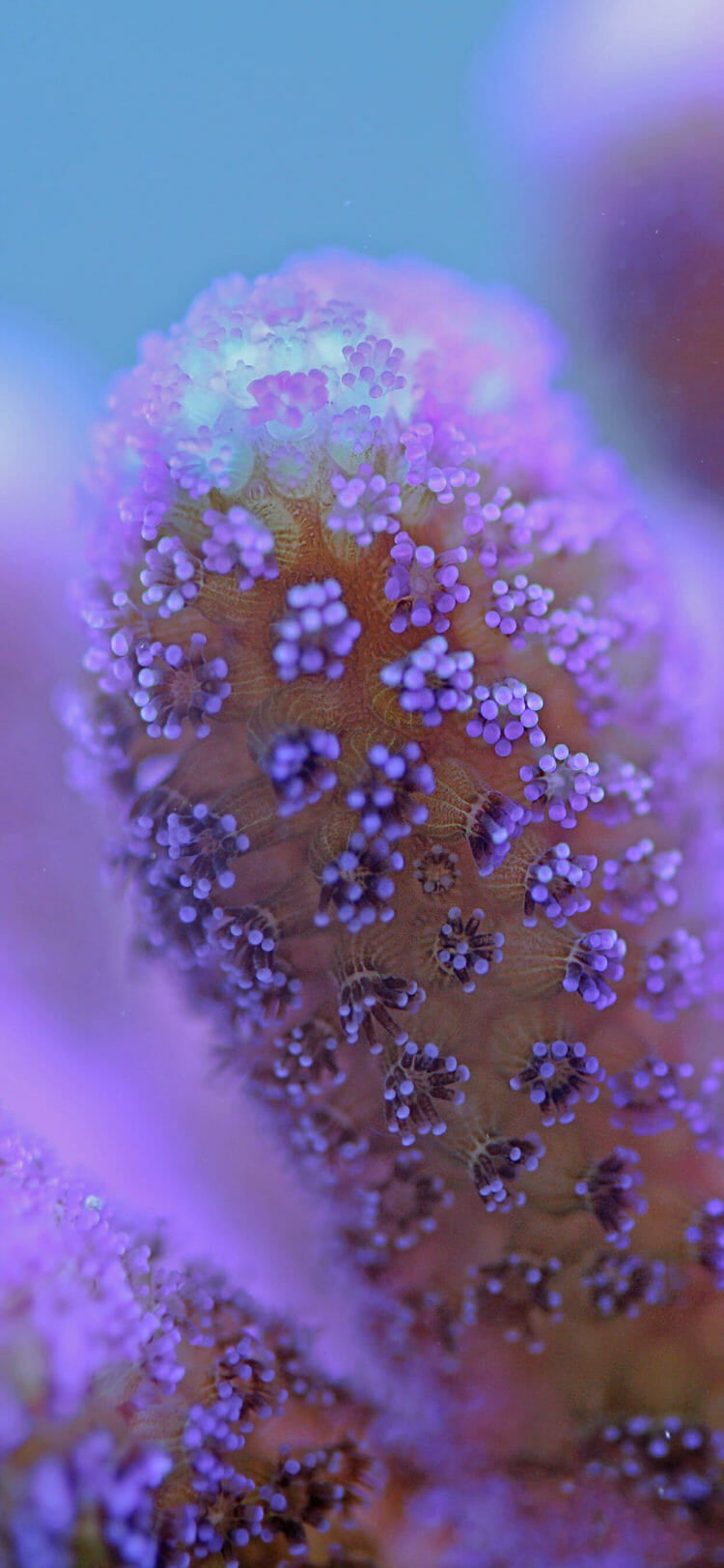 Sea Coral Research & Conservation 1