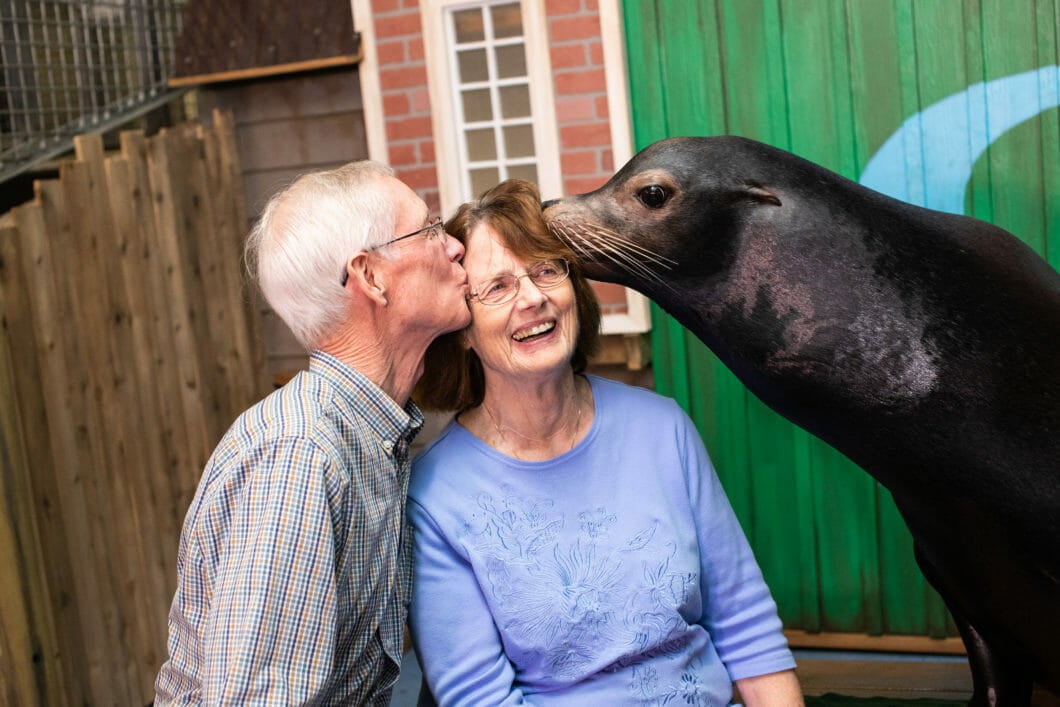 Sea Lion Encounter 3