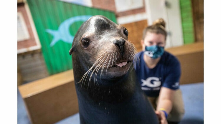 Sea Lion Encounter 17