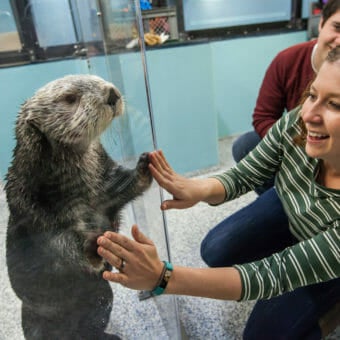 Sea Otter Encounter 13