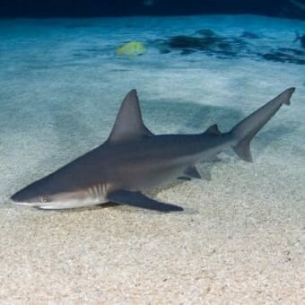 Shark Cage Dive