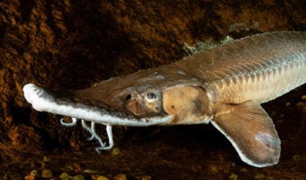 Shovelnose Sturgeon 3