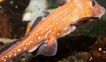 spotted-ratfish