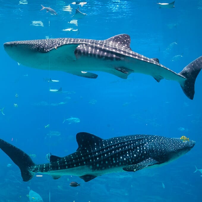 whale-shark