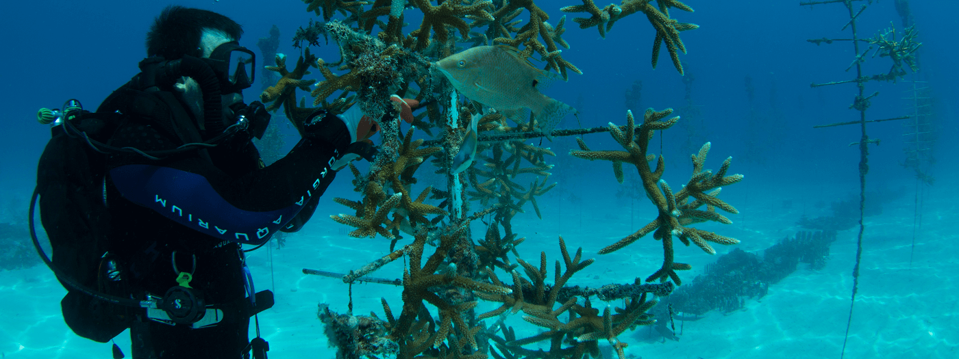 Coral Research